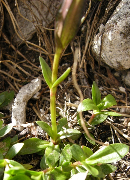 Gentiana verna